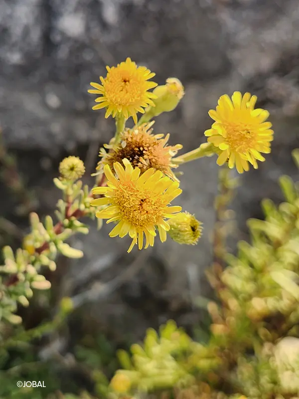 Limbarda crithmoides @ MHNM - JBAL