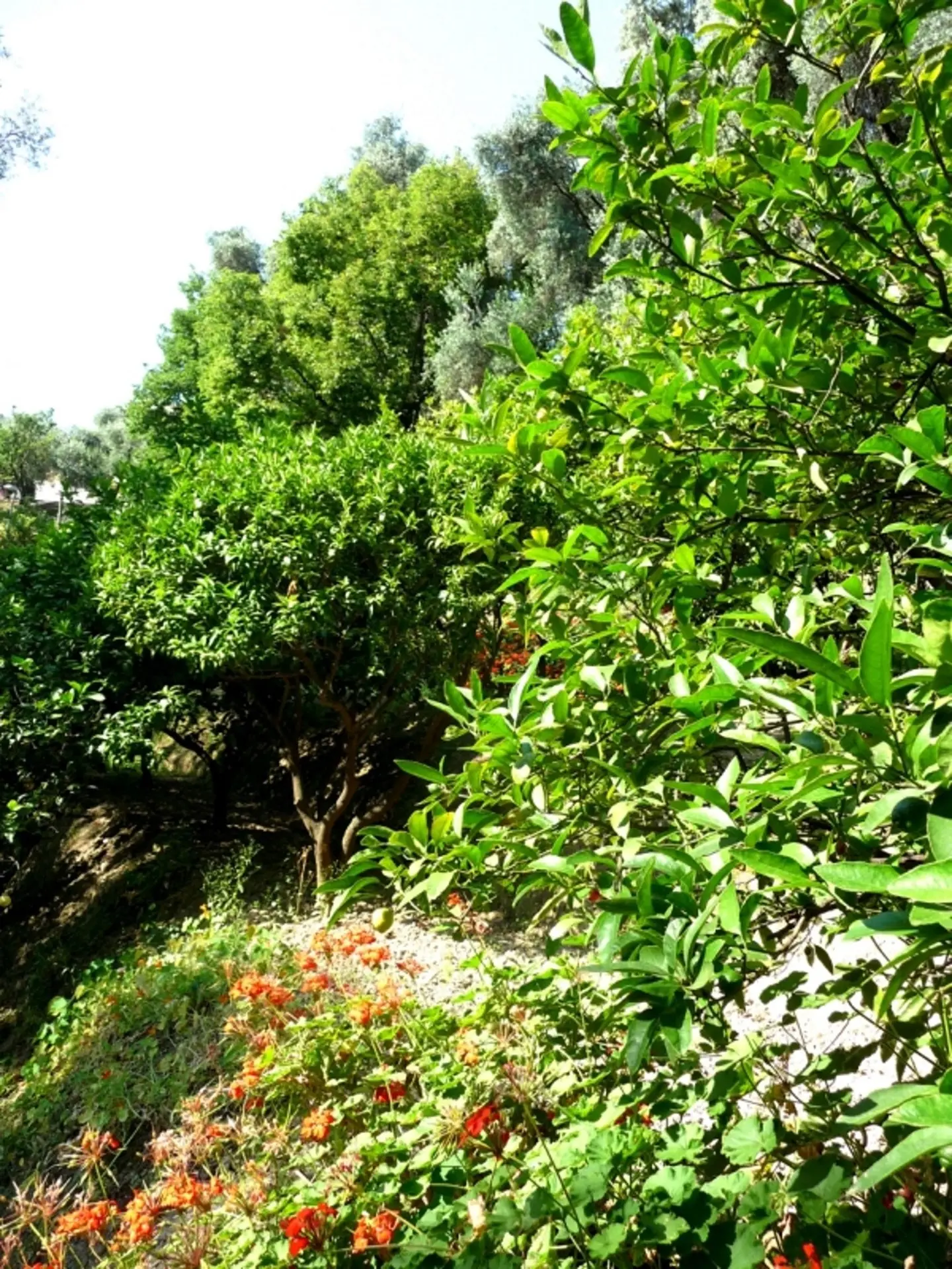 La Citronneraie
