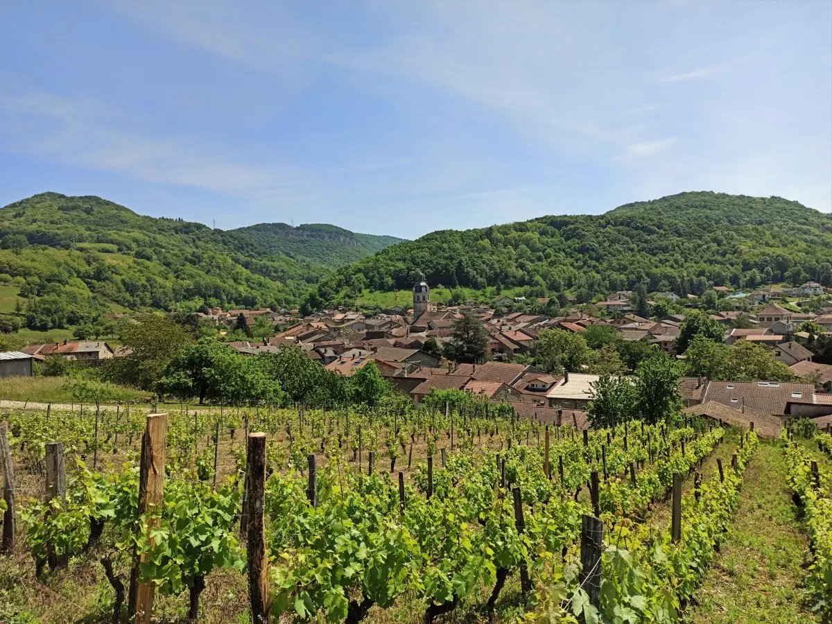 vue depuis le vignoble