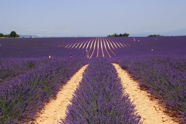 Lavender fields in Valensole