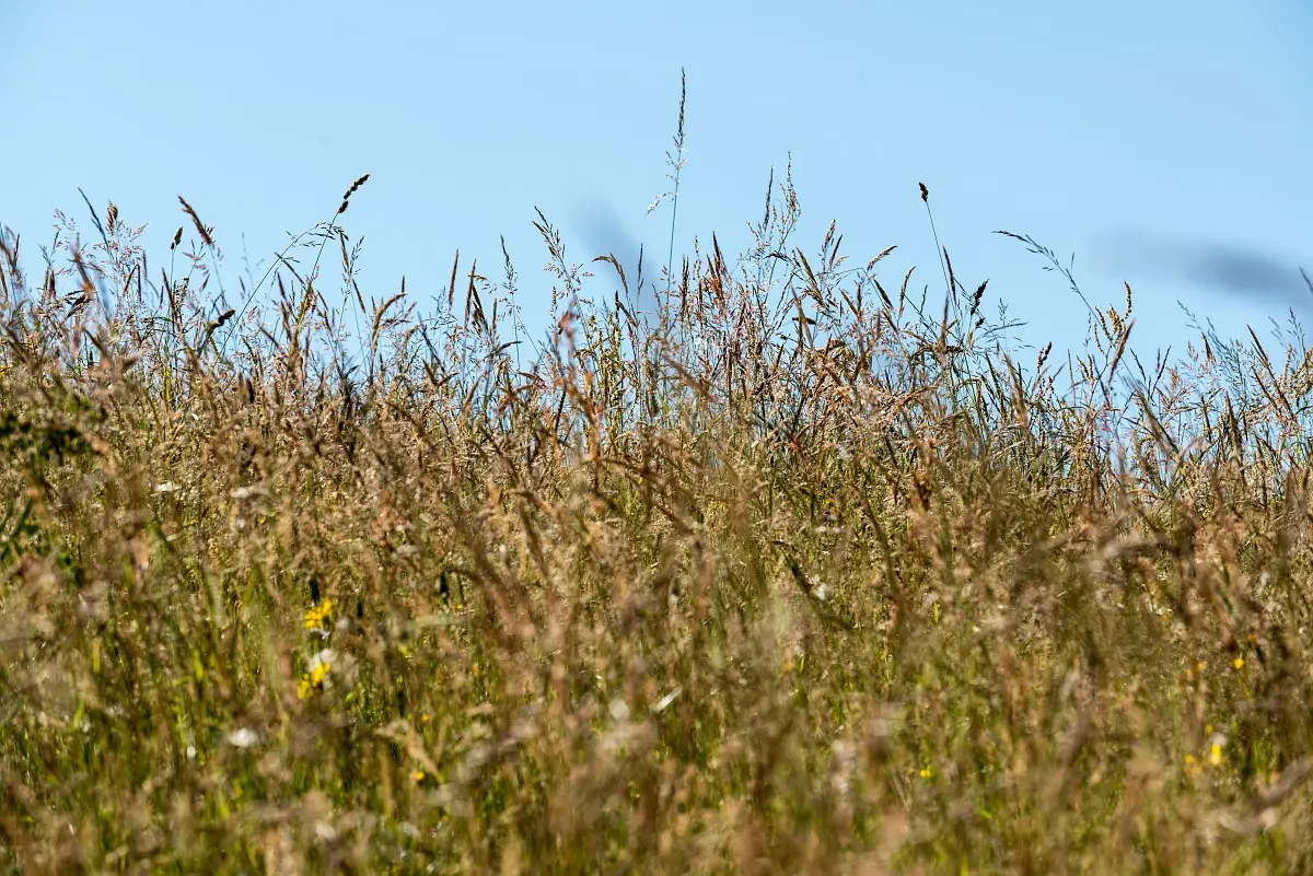 herbes et fleurs des champs avant les foins