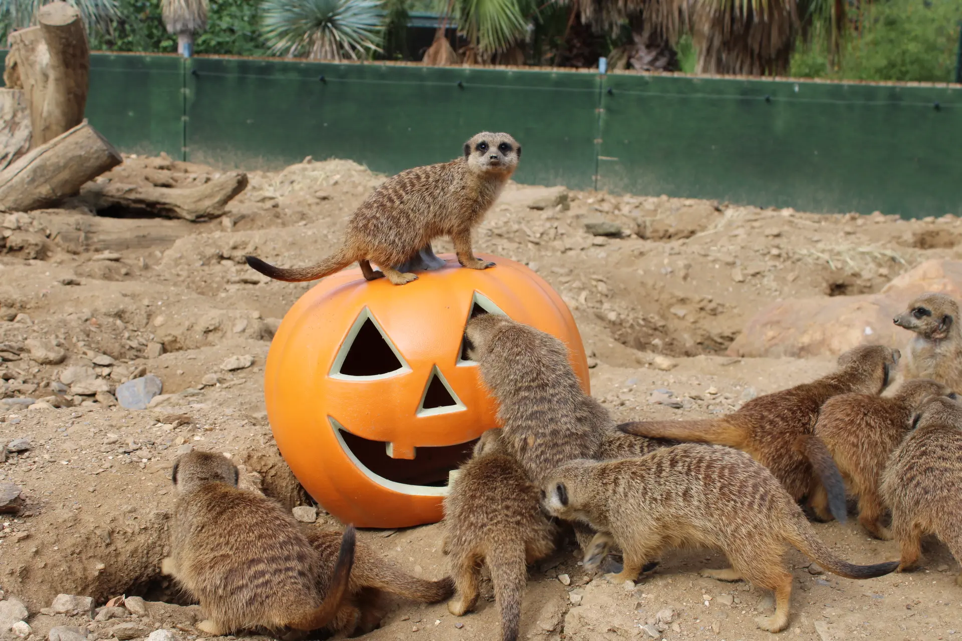 Visite guidée du Jardin Zoologique Tropical à La Londe les Maures