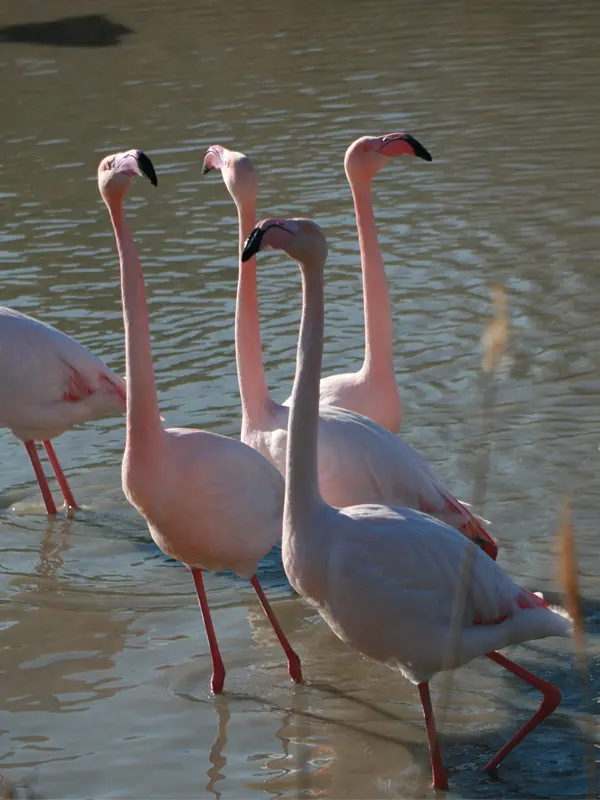 Ces drôles d'oiseaux - Muséum d'Histoire Naturelle de Marseille (MHNM)