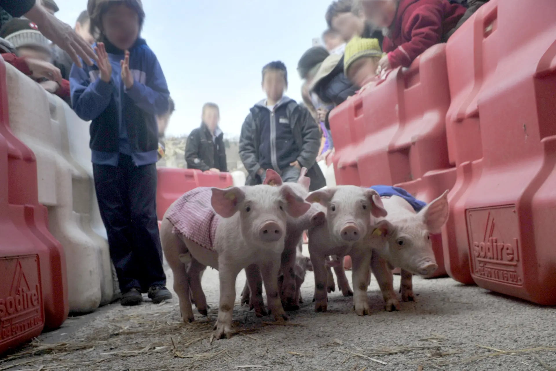 Mangoune - Course des porcelets