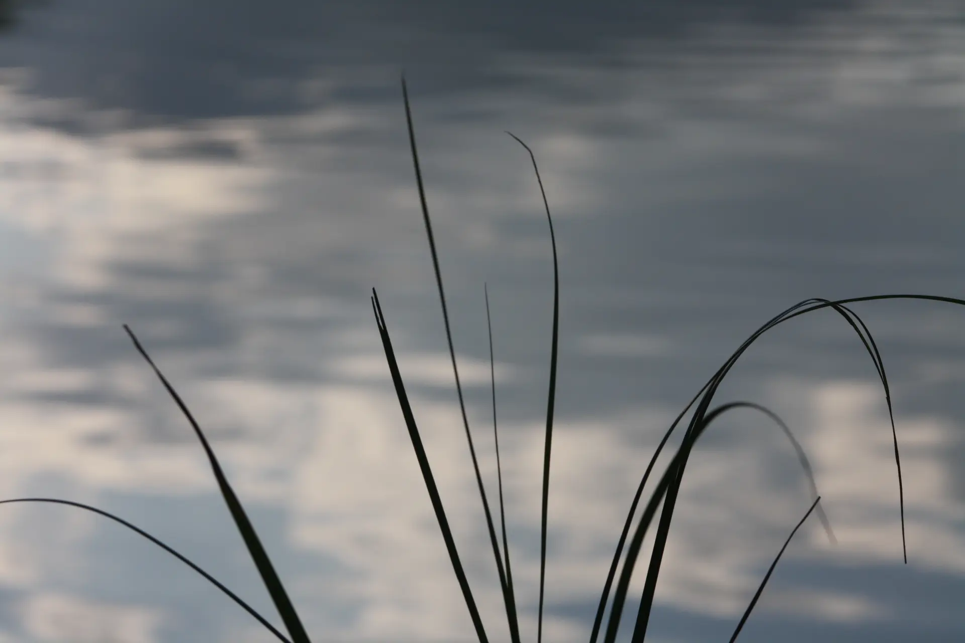 Animation nature: Découverte d'une zone humide: le marais de Prodon