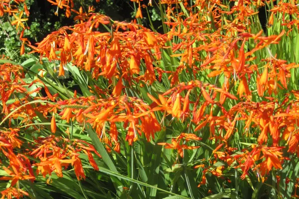 Le jardin botanique E-M Heckel