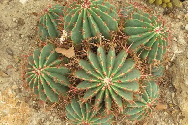 Le jardin botanique E-M Heckel