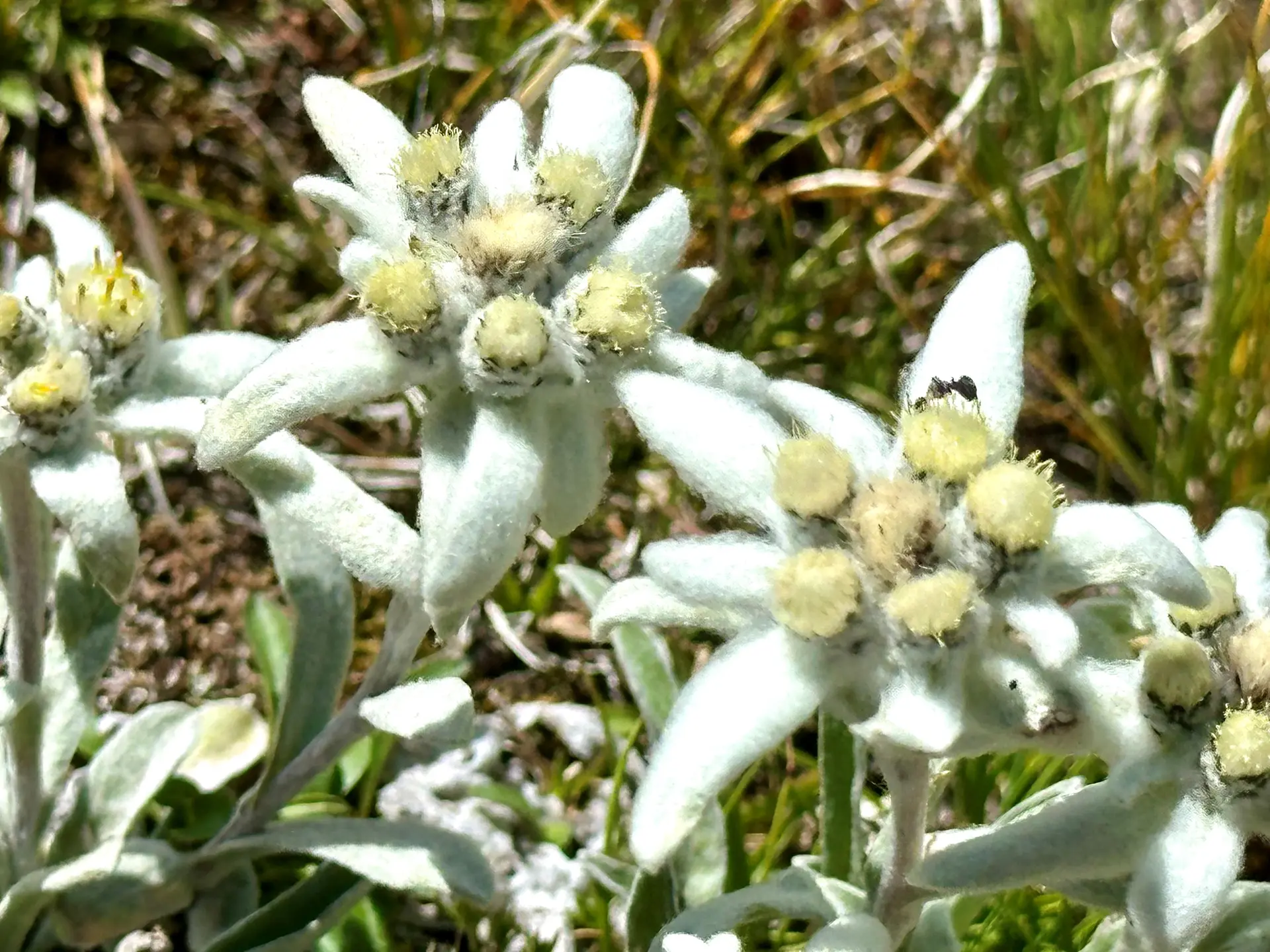 Edelweiss