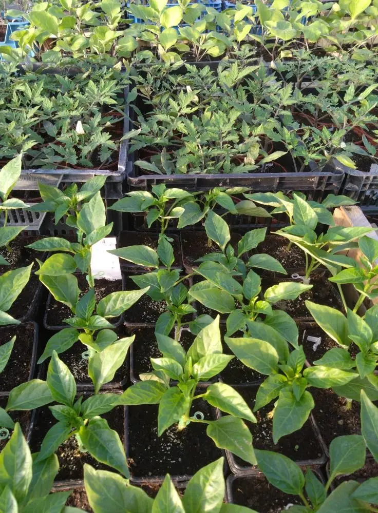 potager de la musiquette