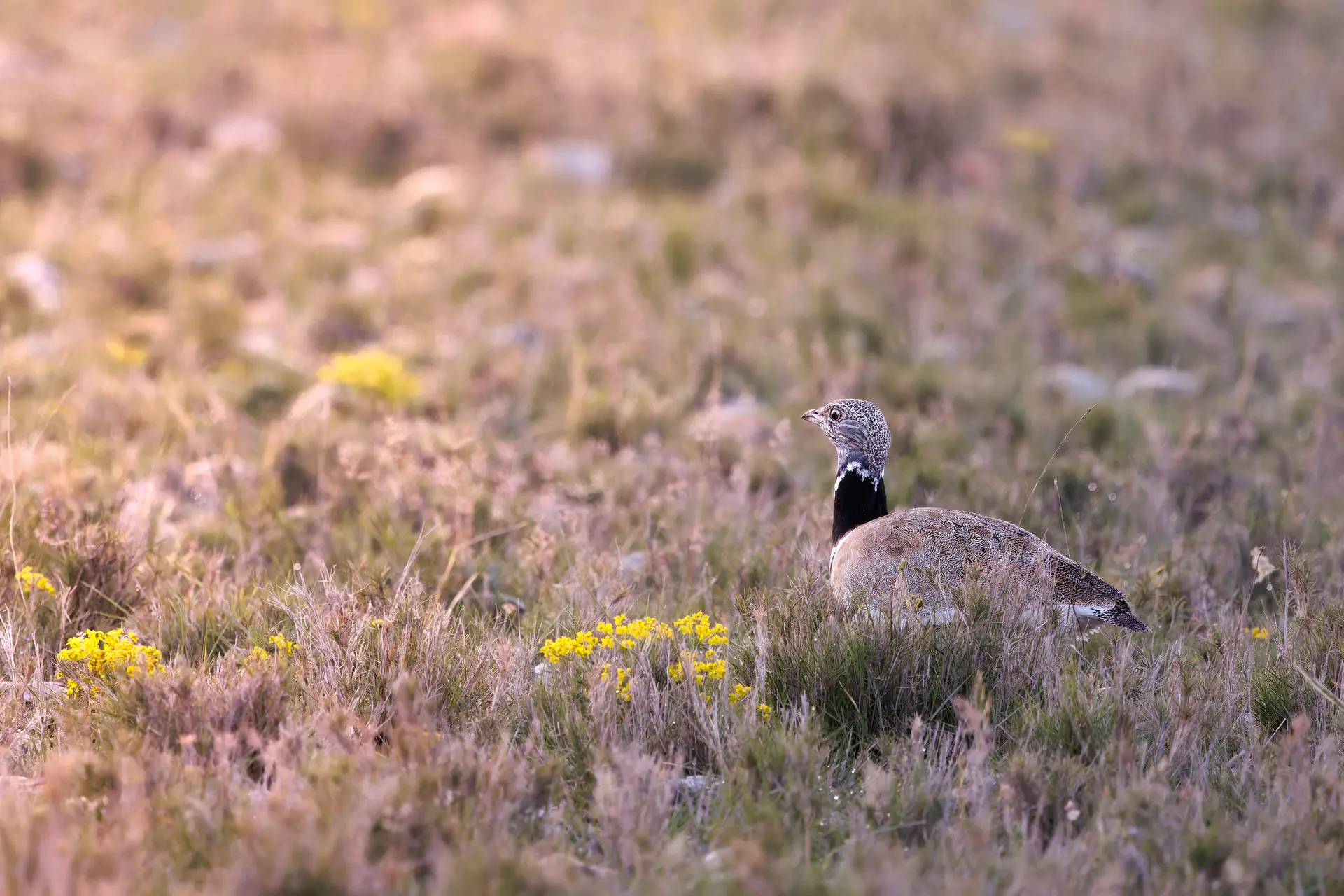 Outarde canepetière