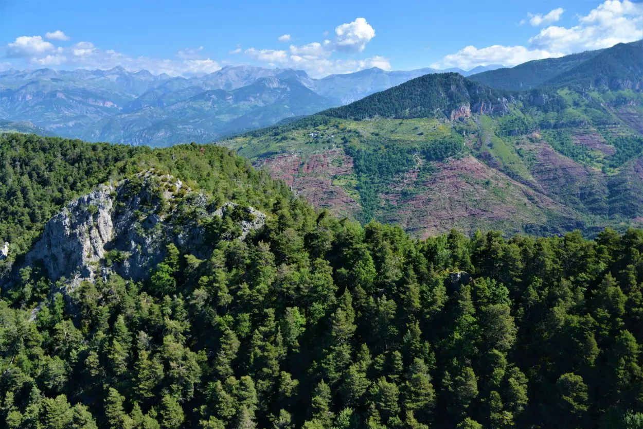 Forêt de la Palud