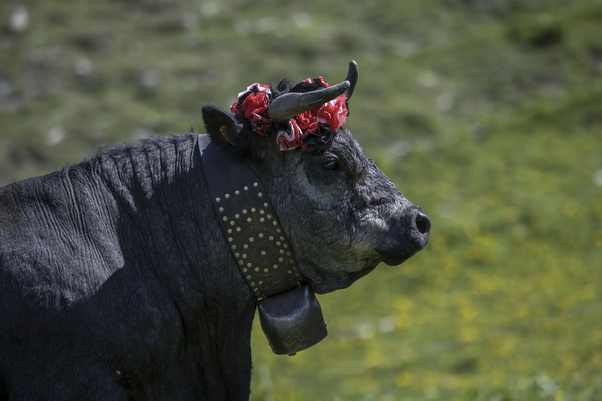 repos mérité dans les champs-Villar d'Arène