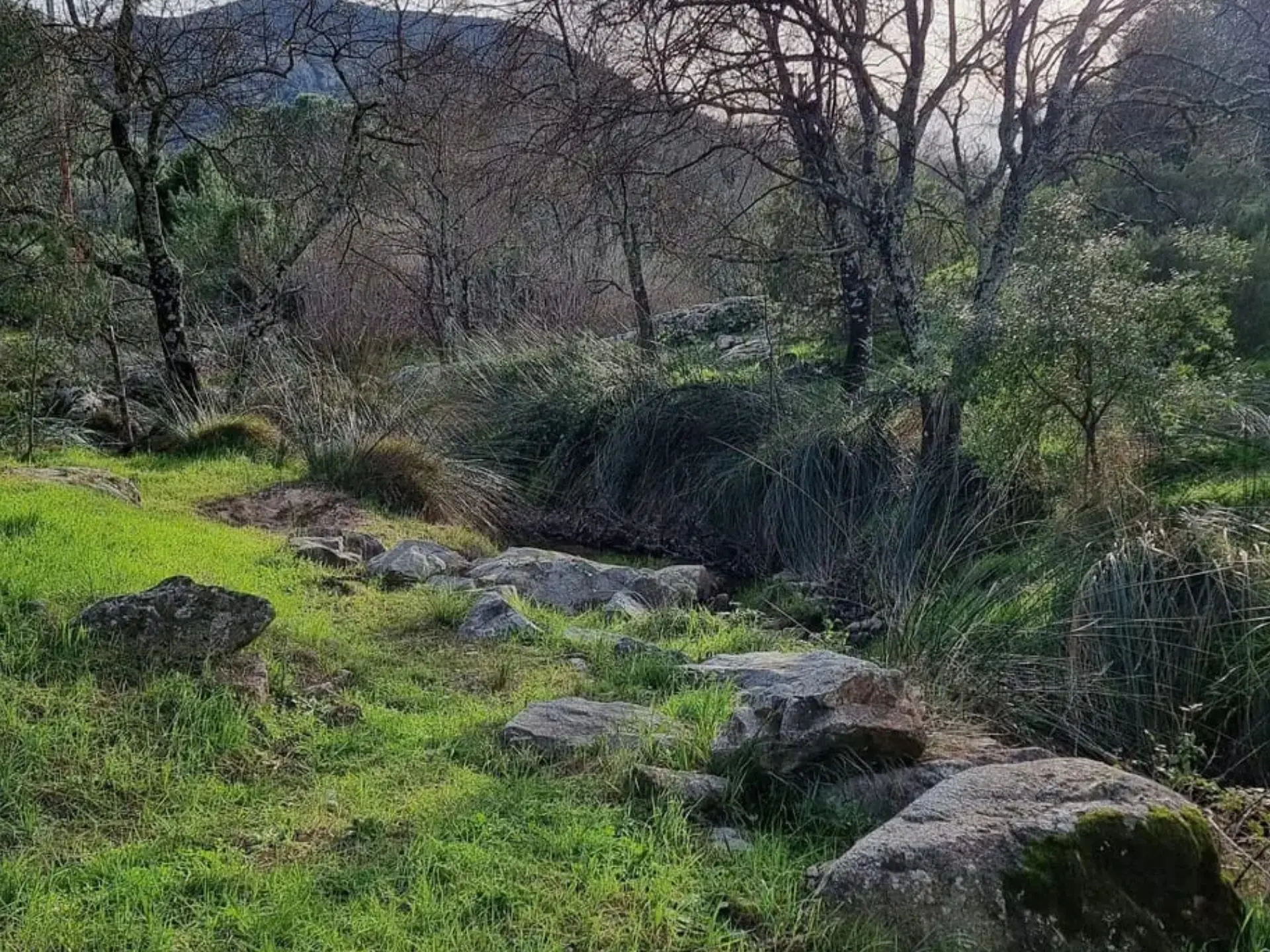Promenade-découverte : chemins de nature – olivier, qui es-tu ?_Sainte-Maxime