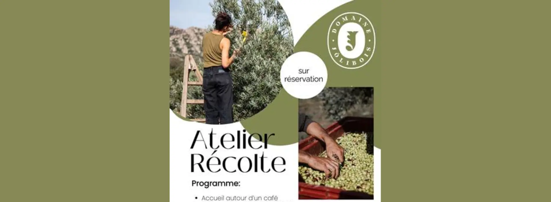 Atelier_recolte_d_olives_au_domaine_Jolibois
