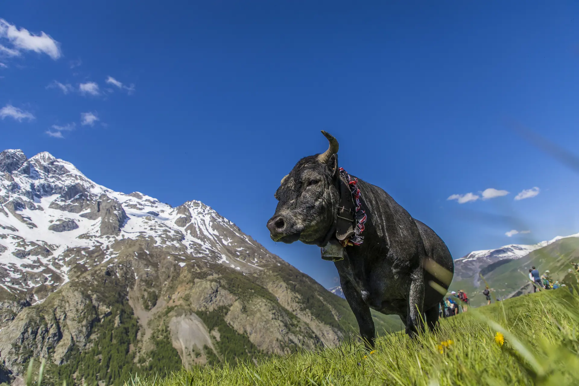 hérens dans le champs-Villar d'Arène