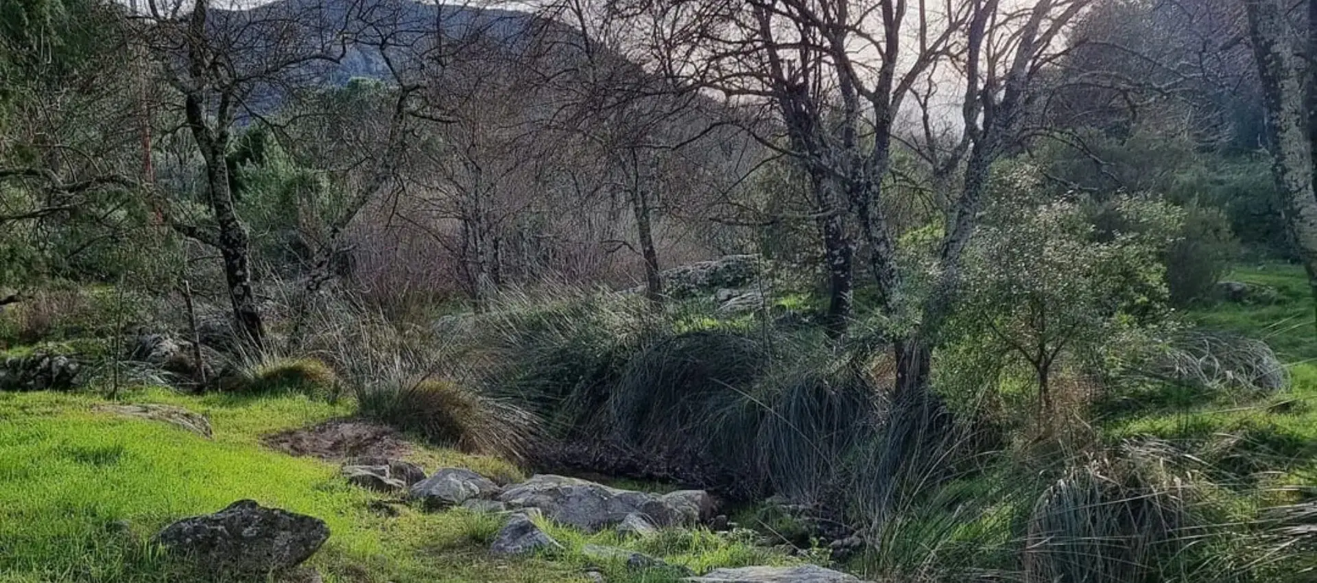 Promenade-découverte : chemins de nature – olivier, qui es-tu ?_Sainte-Maxime