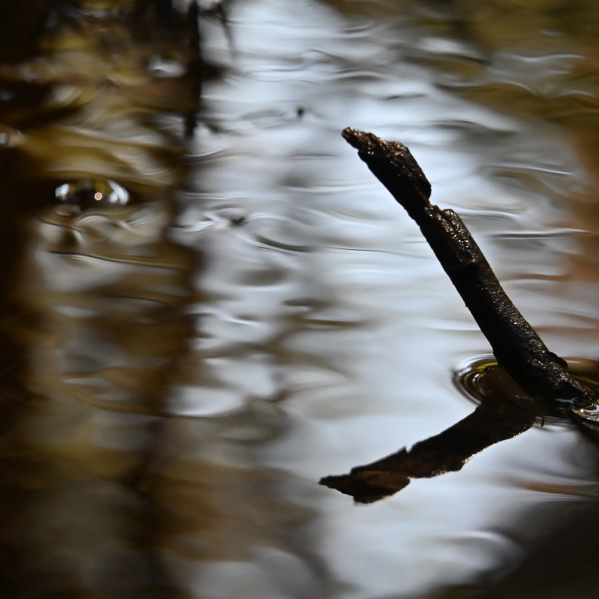photo rivière avec reflet et une branche sortant de l'eau