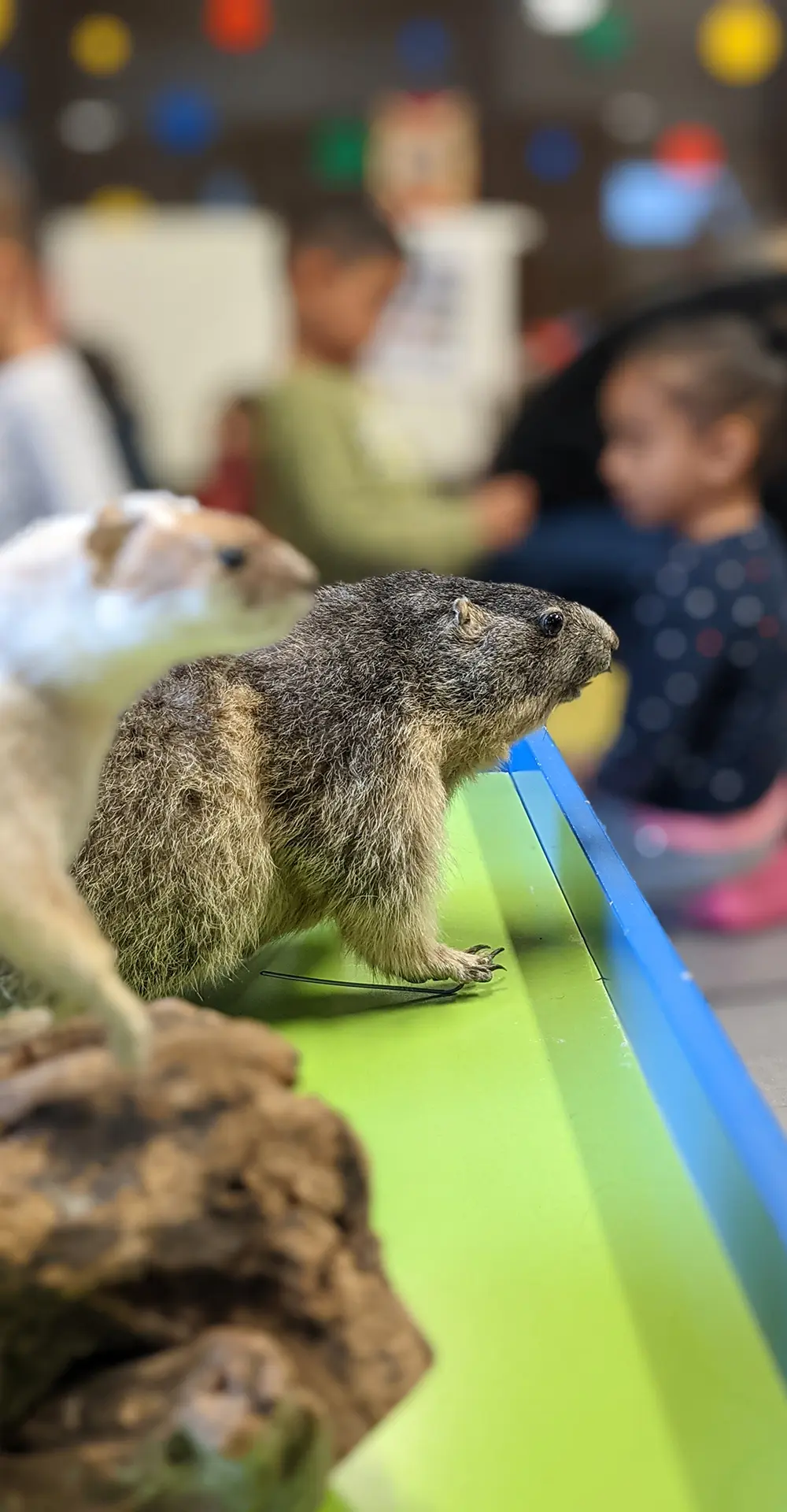 Des animaux naturalisés exposés au public