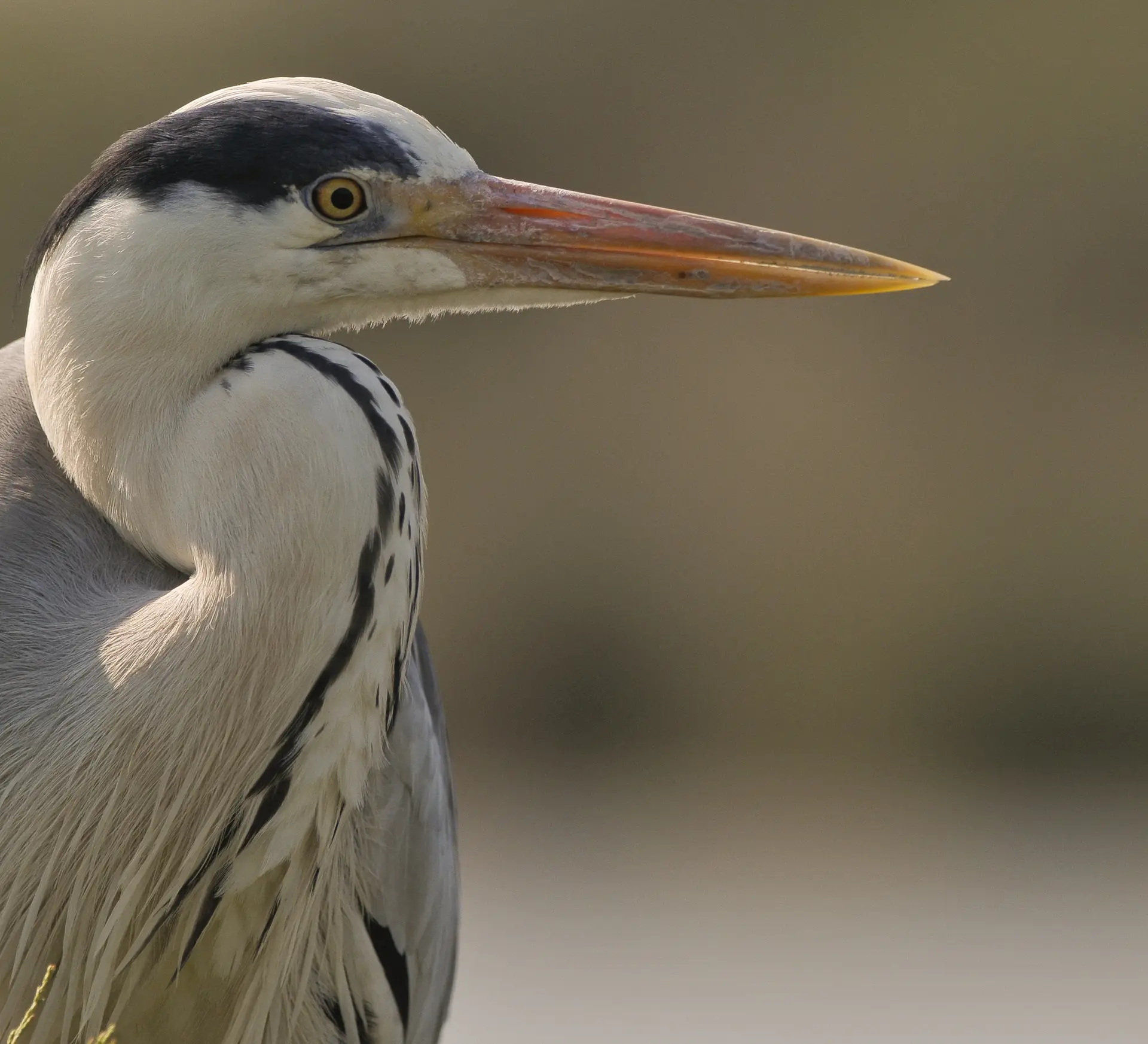 Grey heron