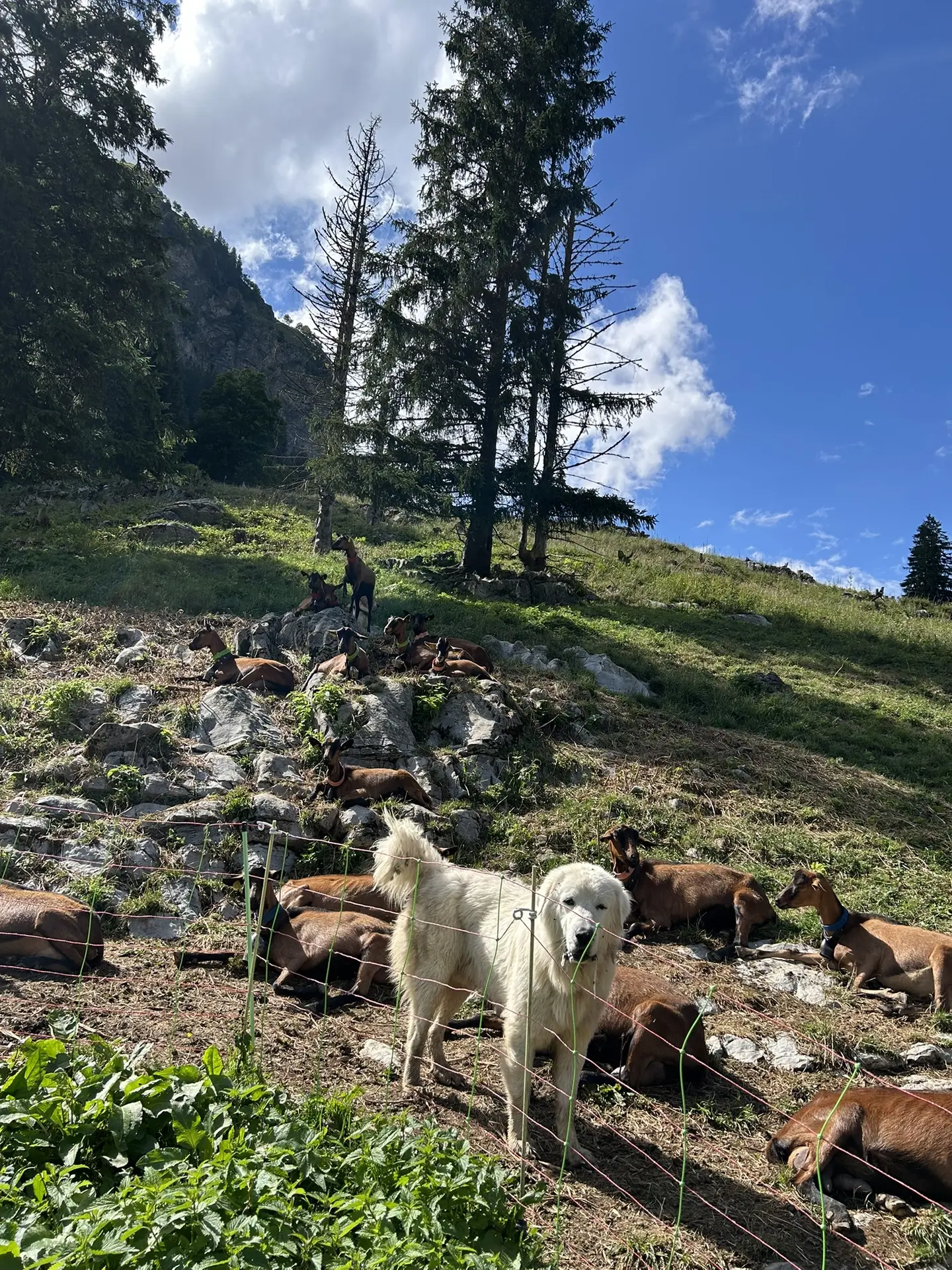Chien de troupeau