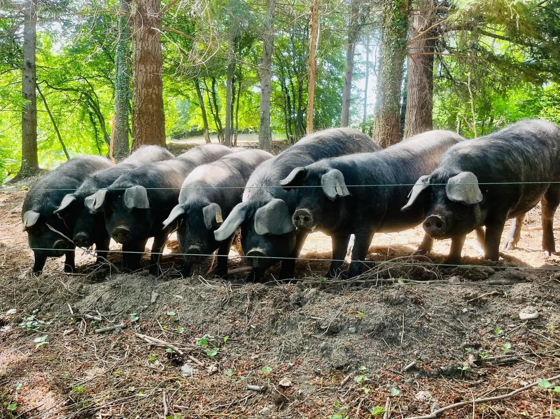 cochons noirs