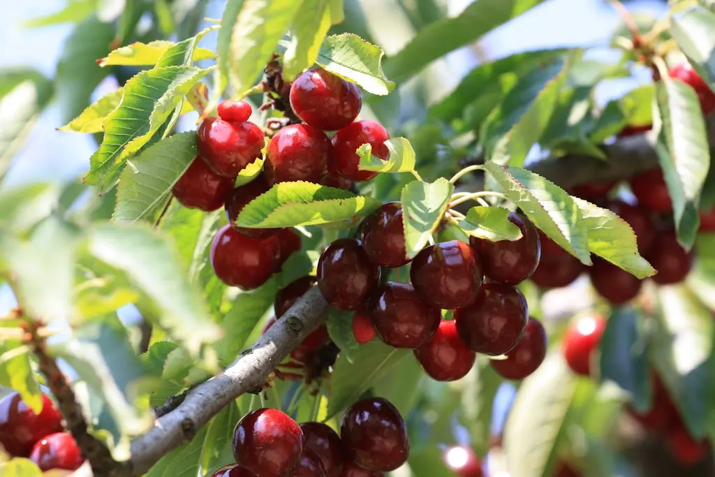 Alain Hocquel - Collect ADT