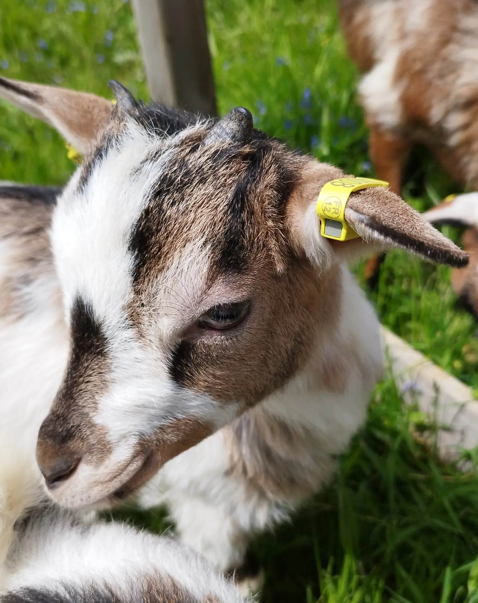 baby goat