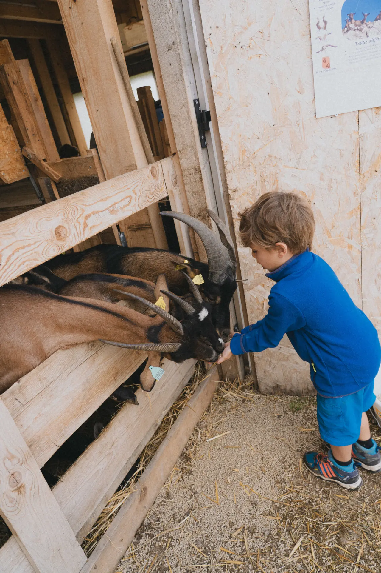 Goûter à la Ferme_Bellevaux