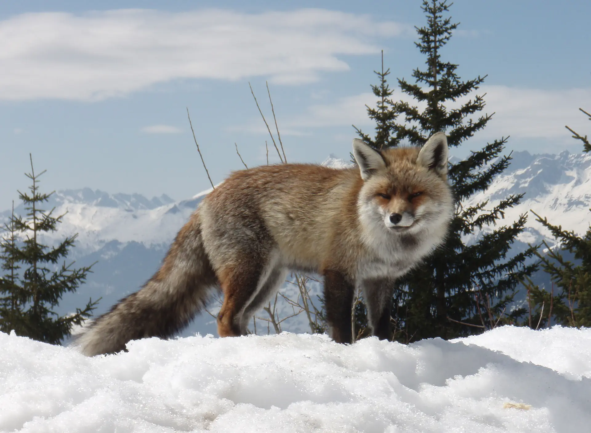 Renard Roux dans la neige