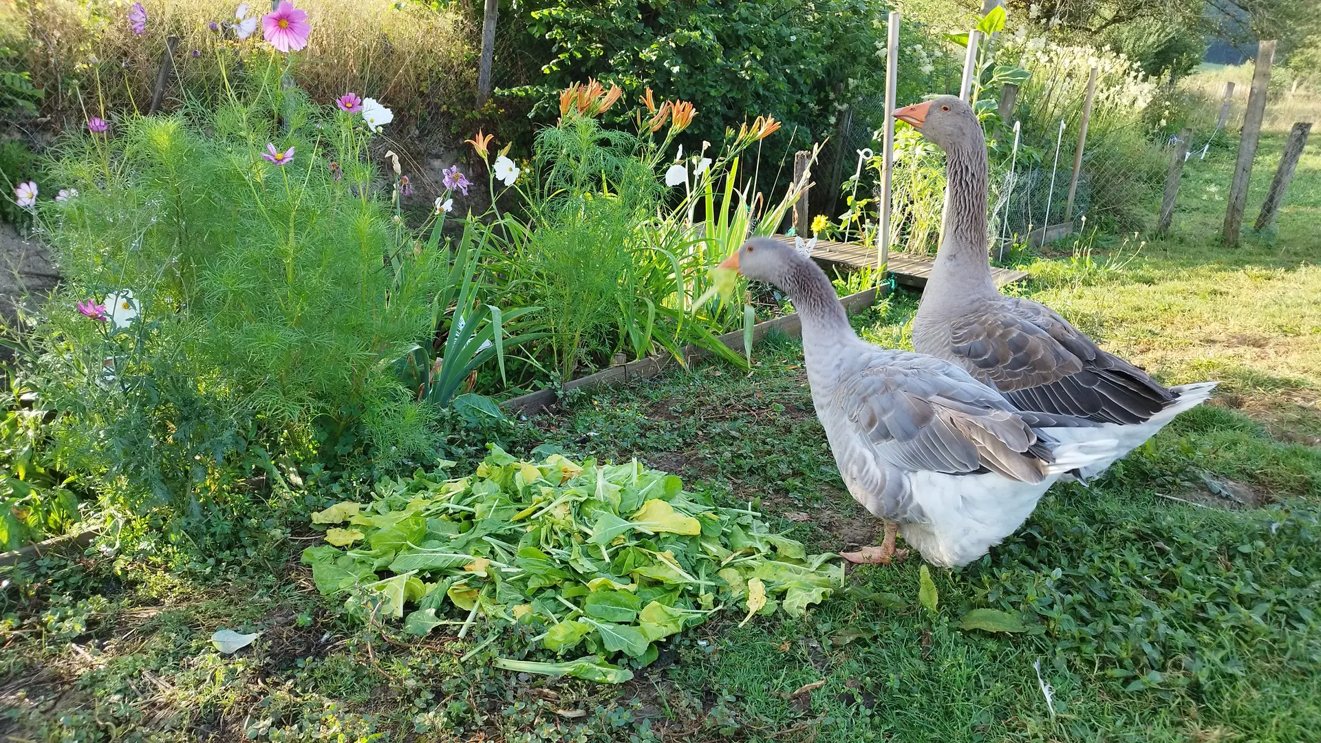 Geese in the garden