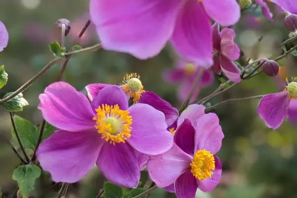 Le jardin botanique E-M Heckel