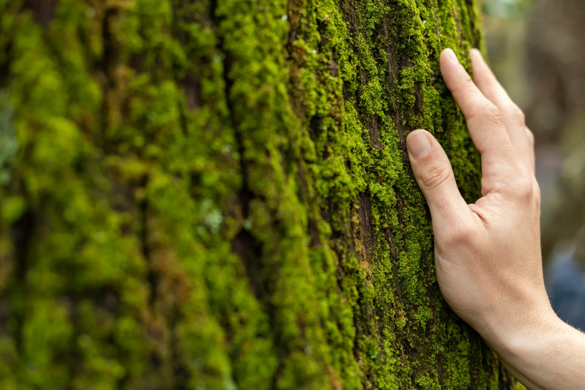 Photo d'une main touchant la mousse d'un arbre