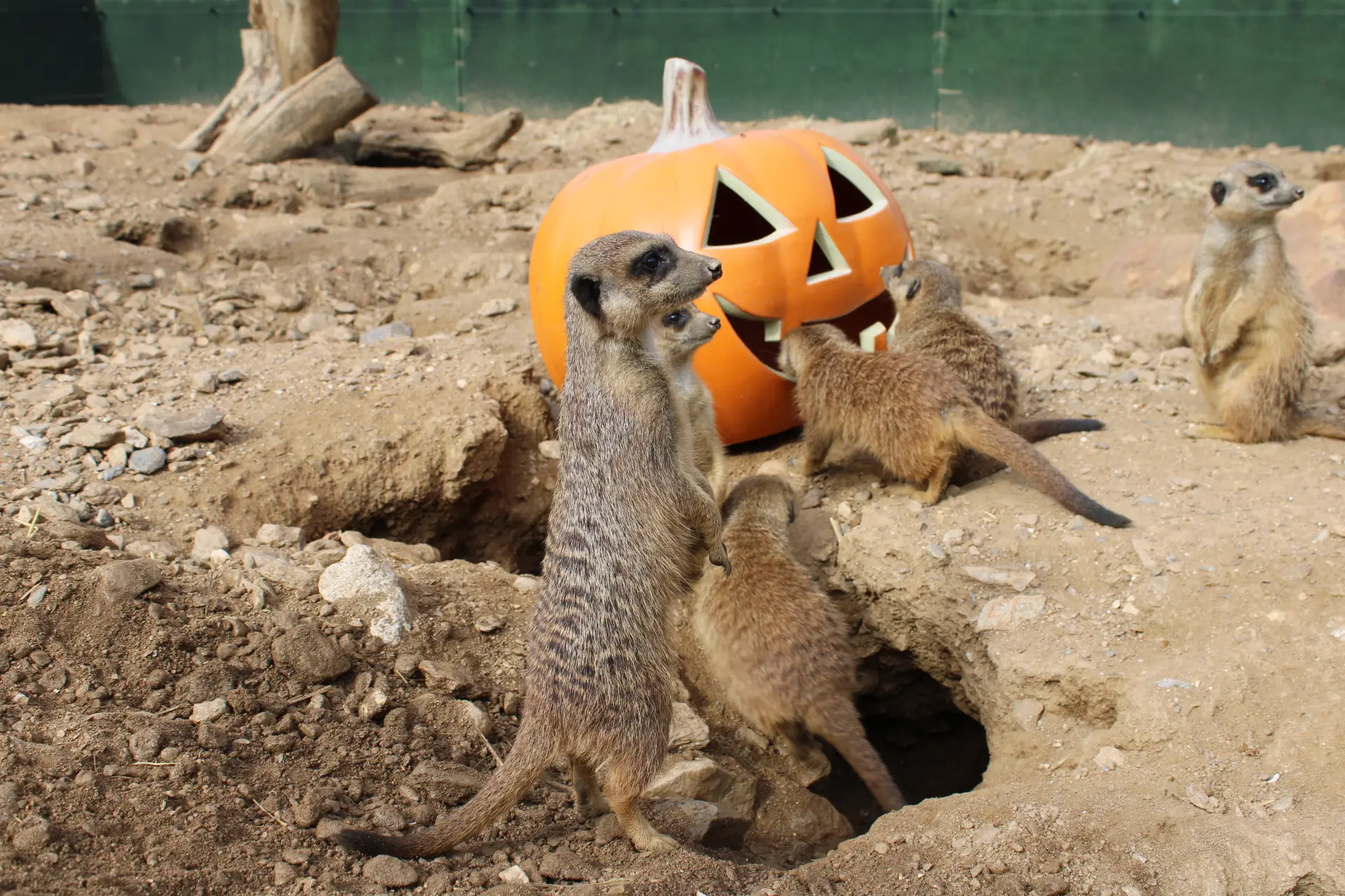 Visite guidée du Jardin Zoologique Tropical à La Londe les Maures