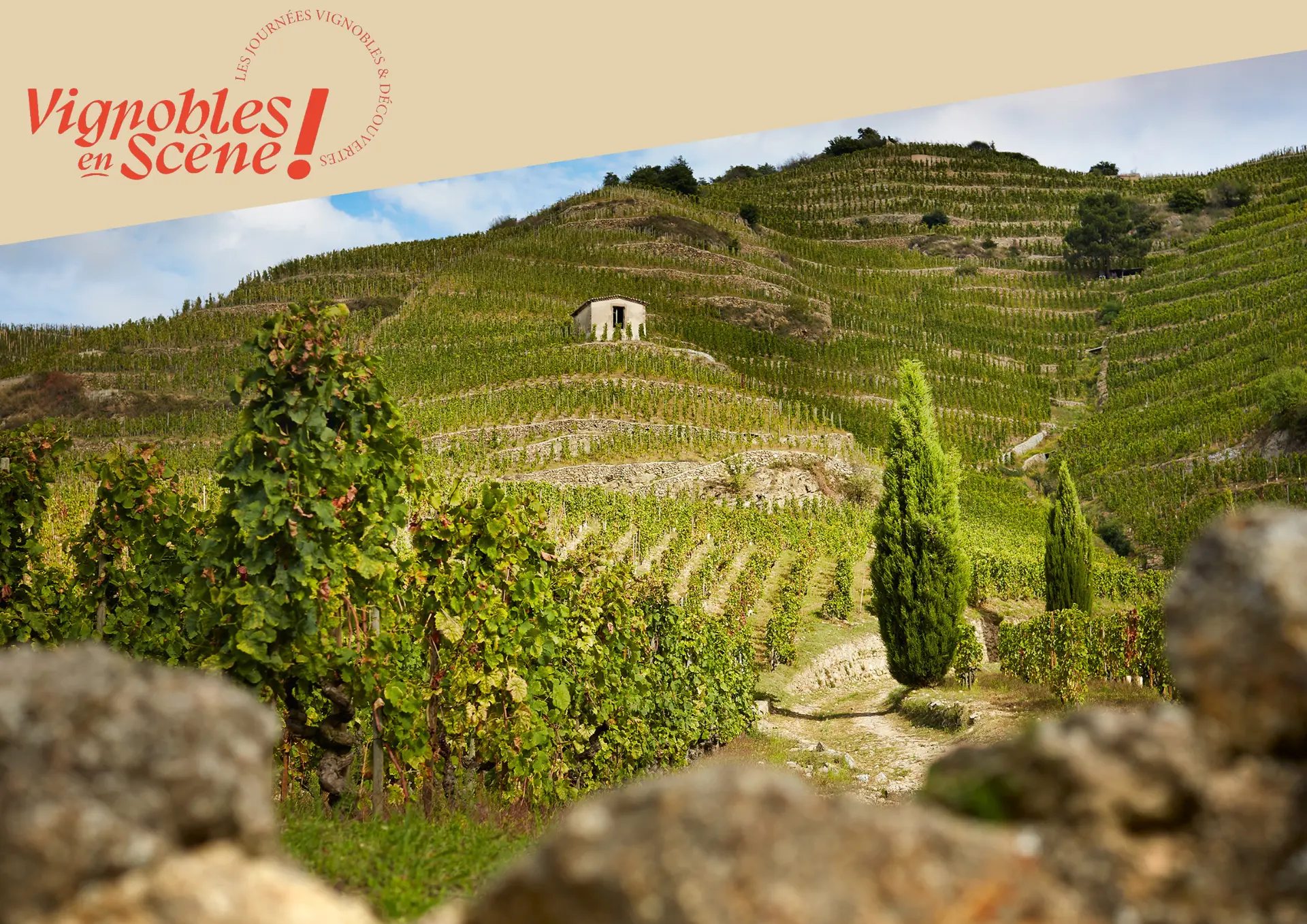 Les vignes de la Maison Delas