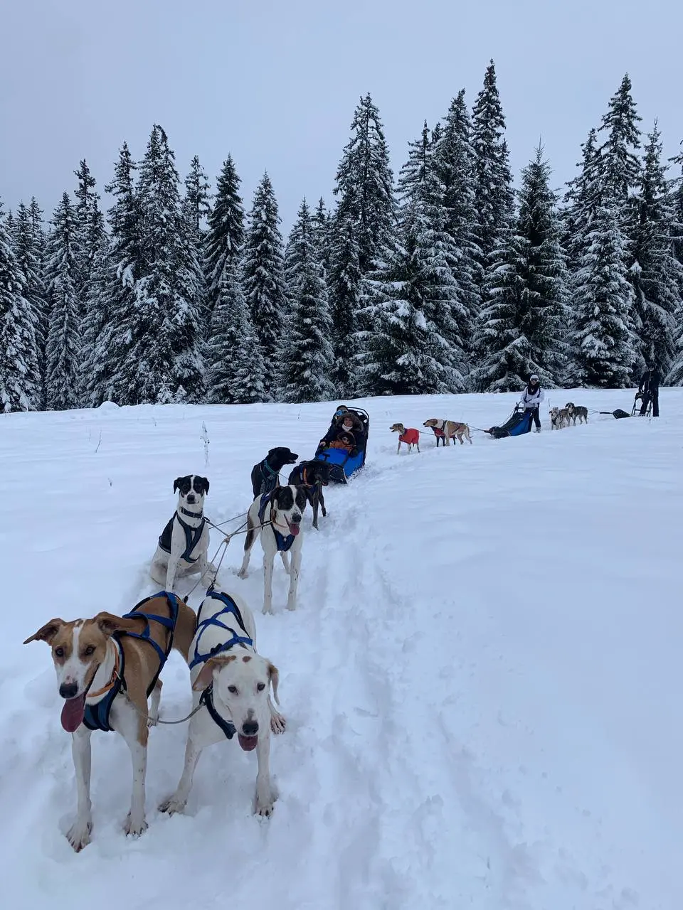 Chien de traineau