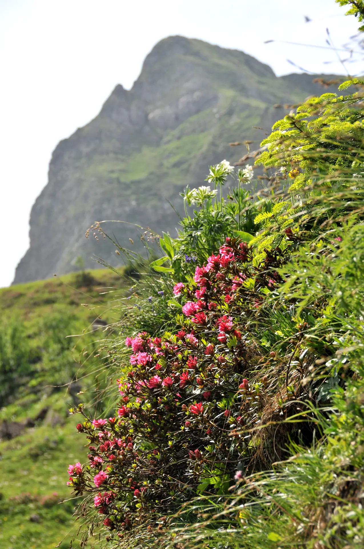 Pointe de Piron cliff