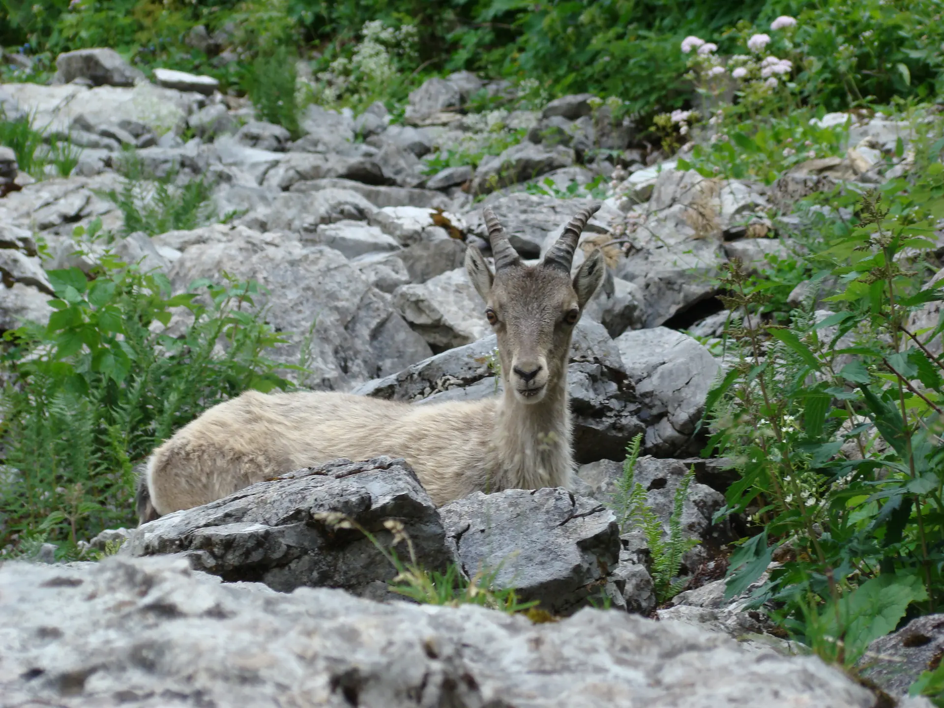 Bouquetin, Lac d'Arvouin