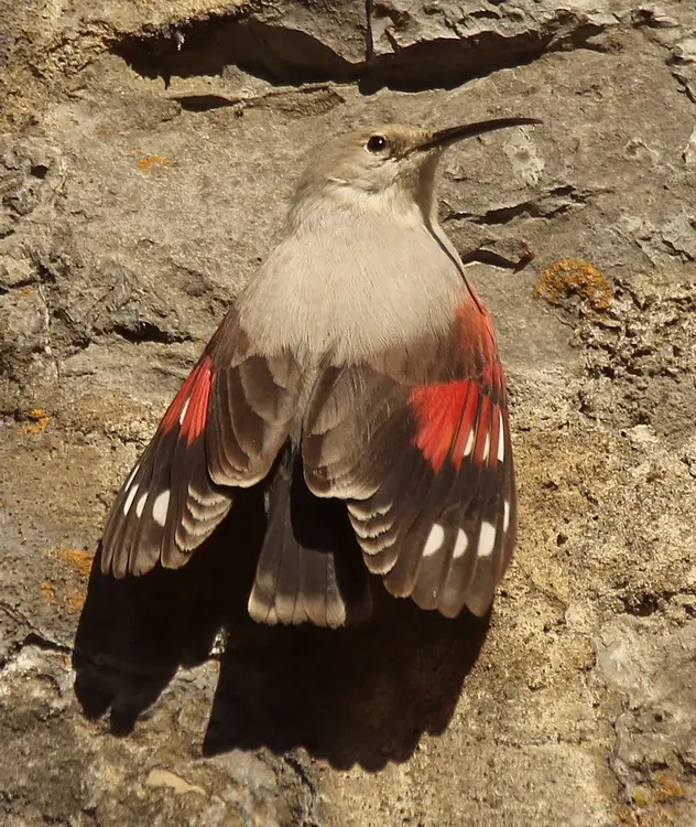A la recherche du Tichodrome échelette