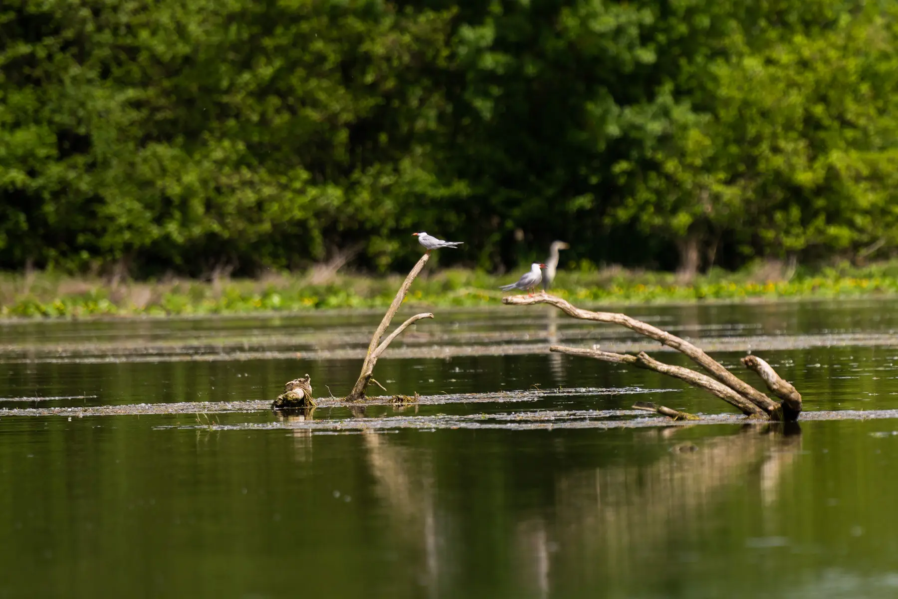 Réserve Ornithologique de la base de loisirs du Tarn et de la Garonne