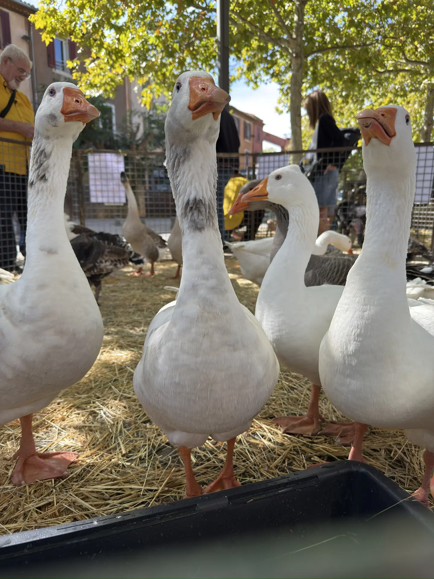 Foire agricole de la Saint-Michel_Gardanne