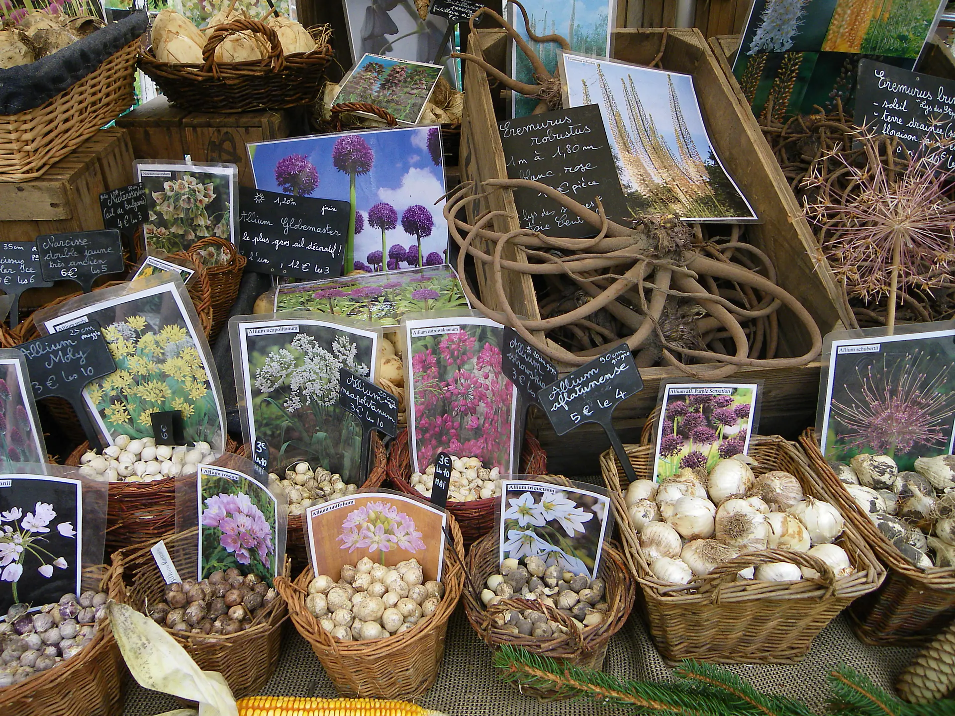 Marché aux bulbes