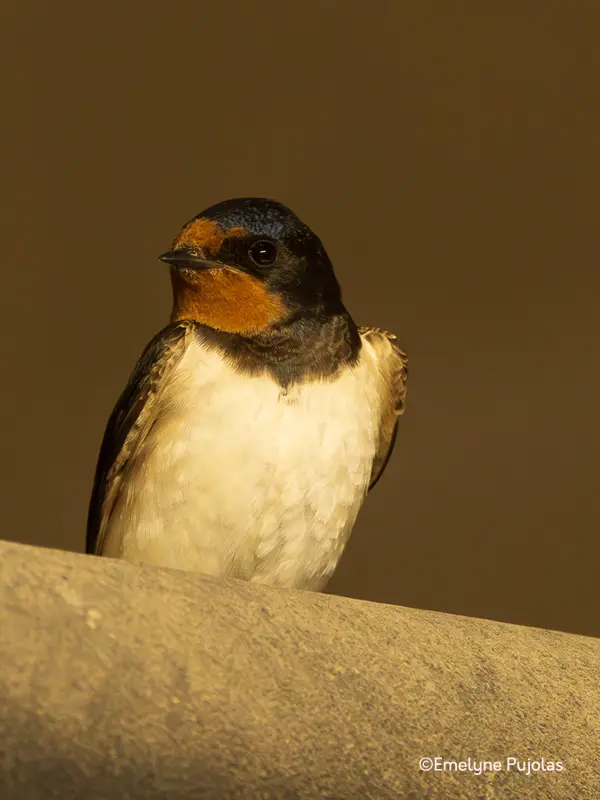 Hirondelle rustique © Emeline Pujolas