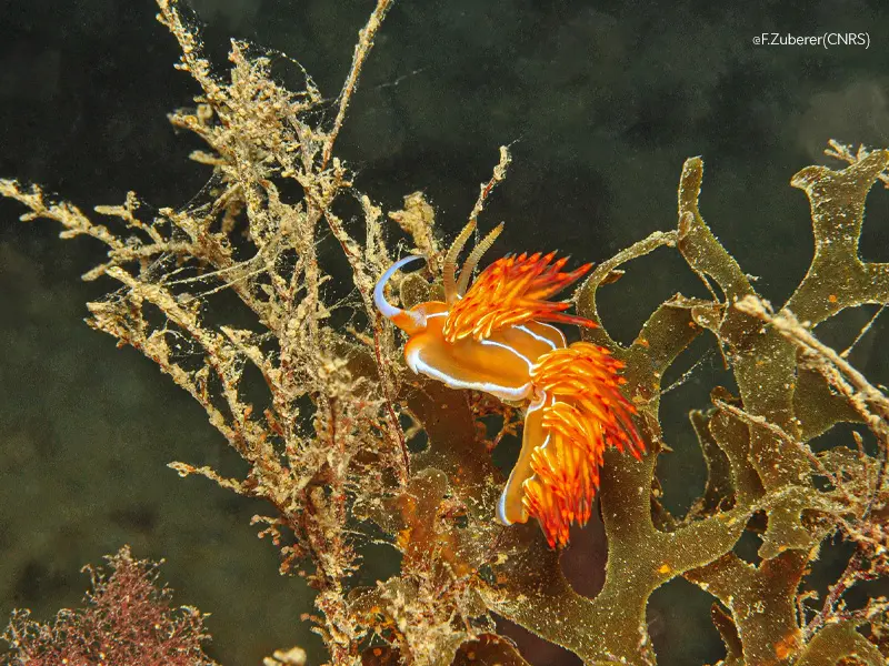 Expo photos Marseille Côté Mer Côté Terre godive de banyuls © F. Zuberer (CNRS)