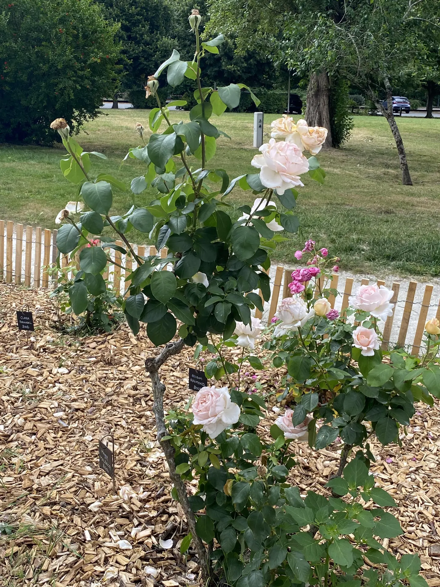 Roses