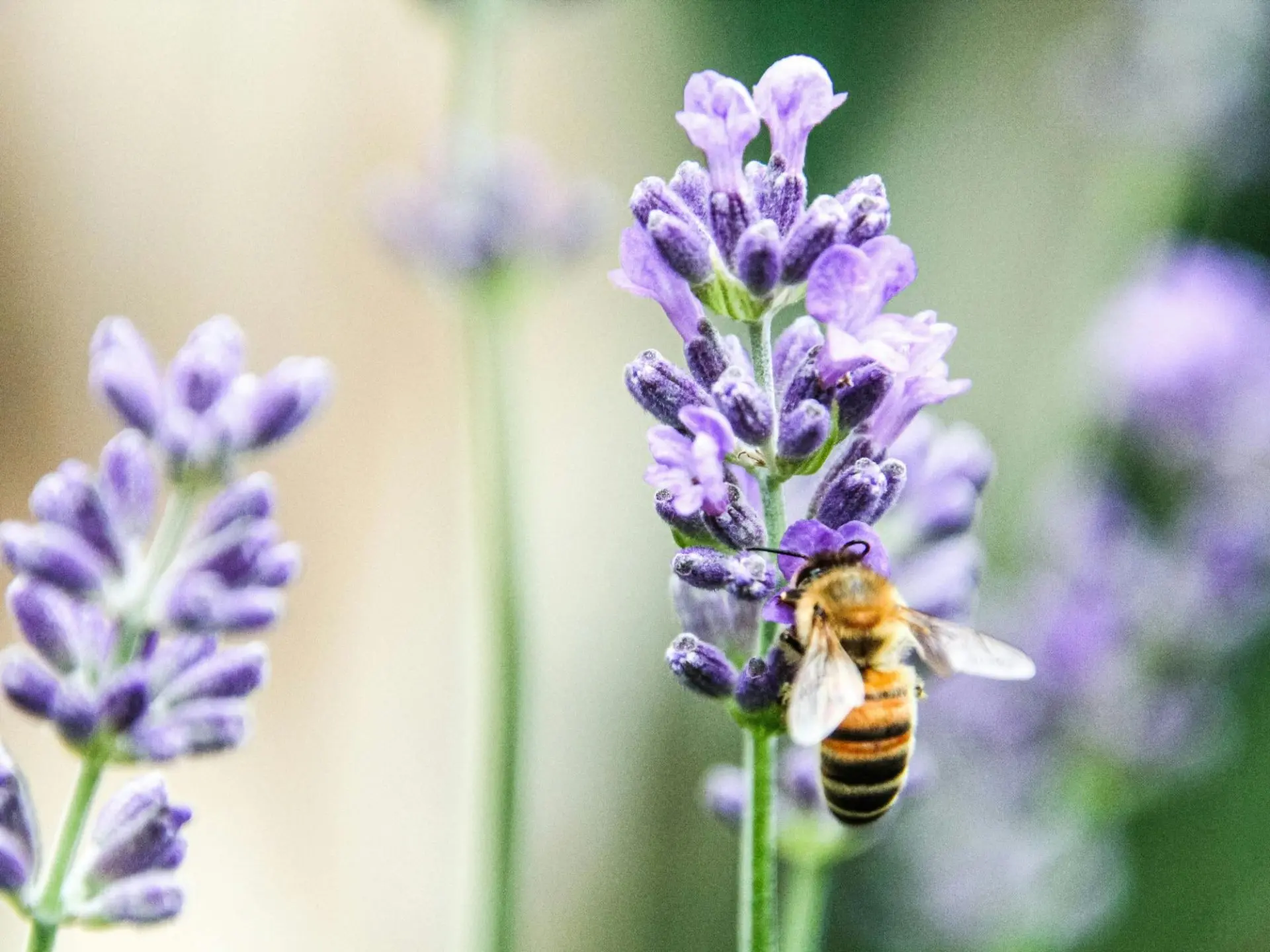 Intervention pédagogique de la Miellerie de l’Oratoire_Bandol