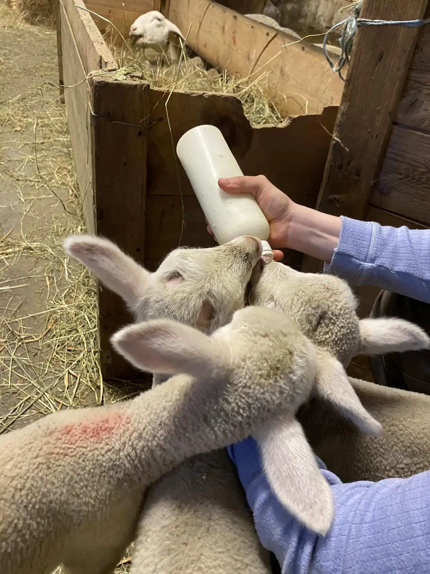 Biberons et câlins pendant la visite