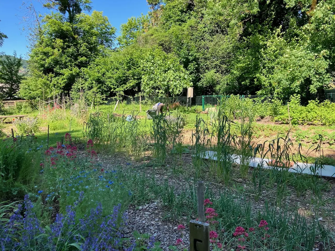Photo de potager