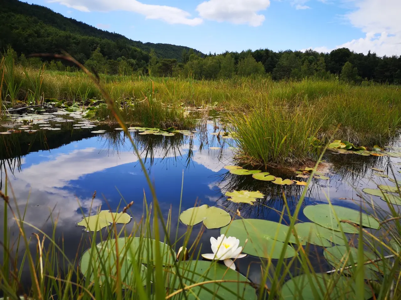 Lac de Saint leger