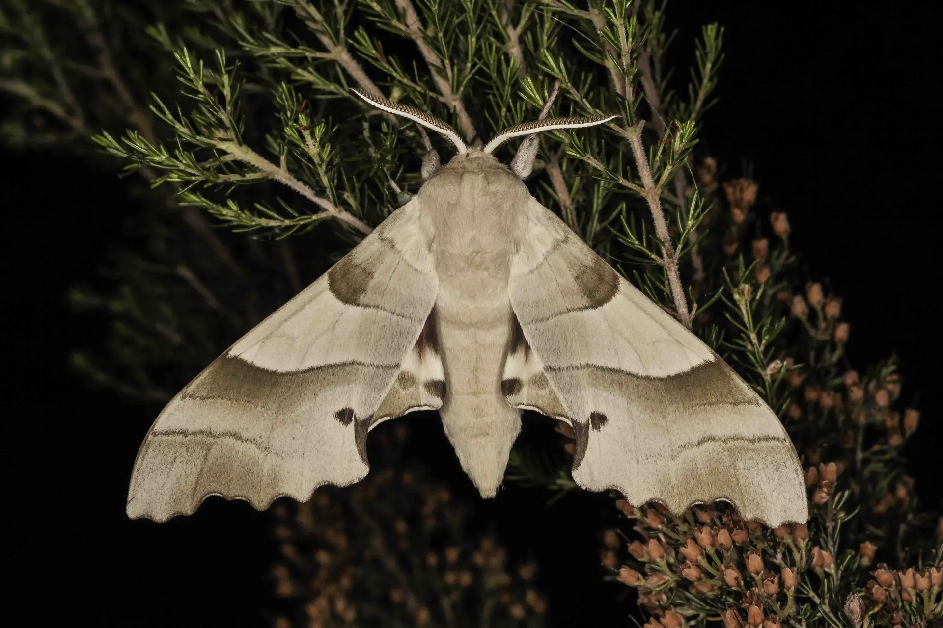 Marumba quercus – Le Sphinx du Chêne
