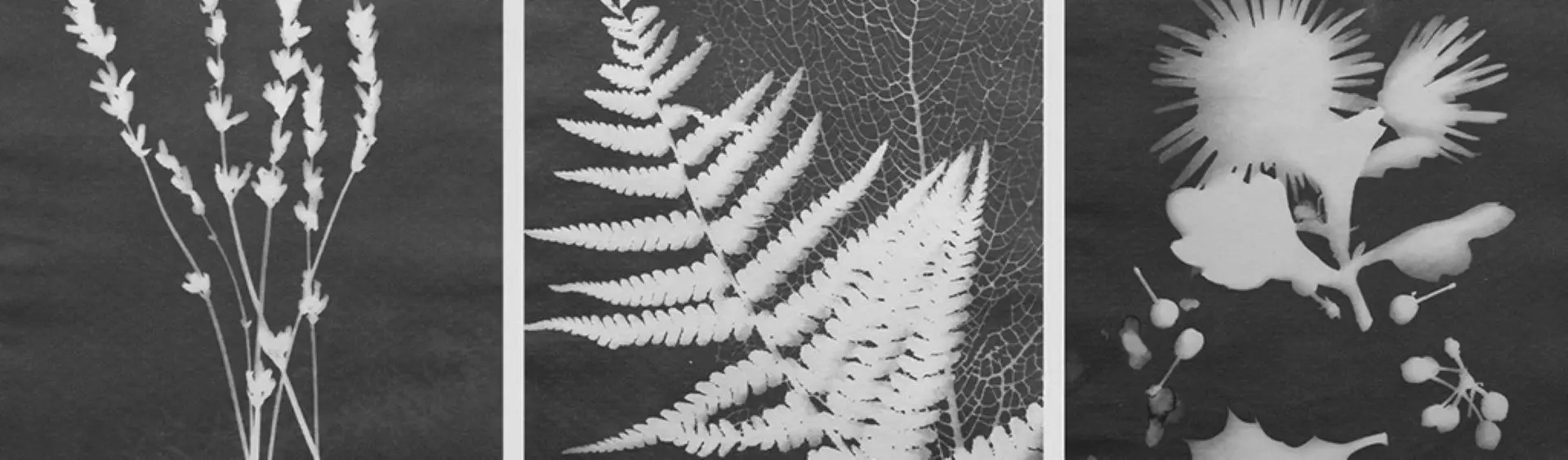 Faveurs de Printemps - Atelier Cyanotype_Hyères